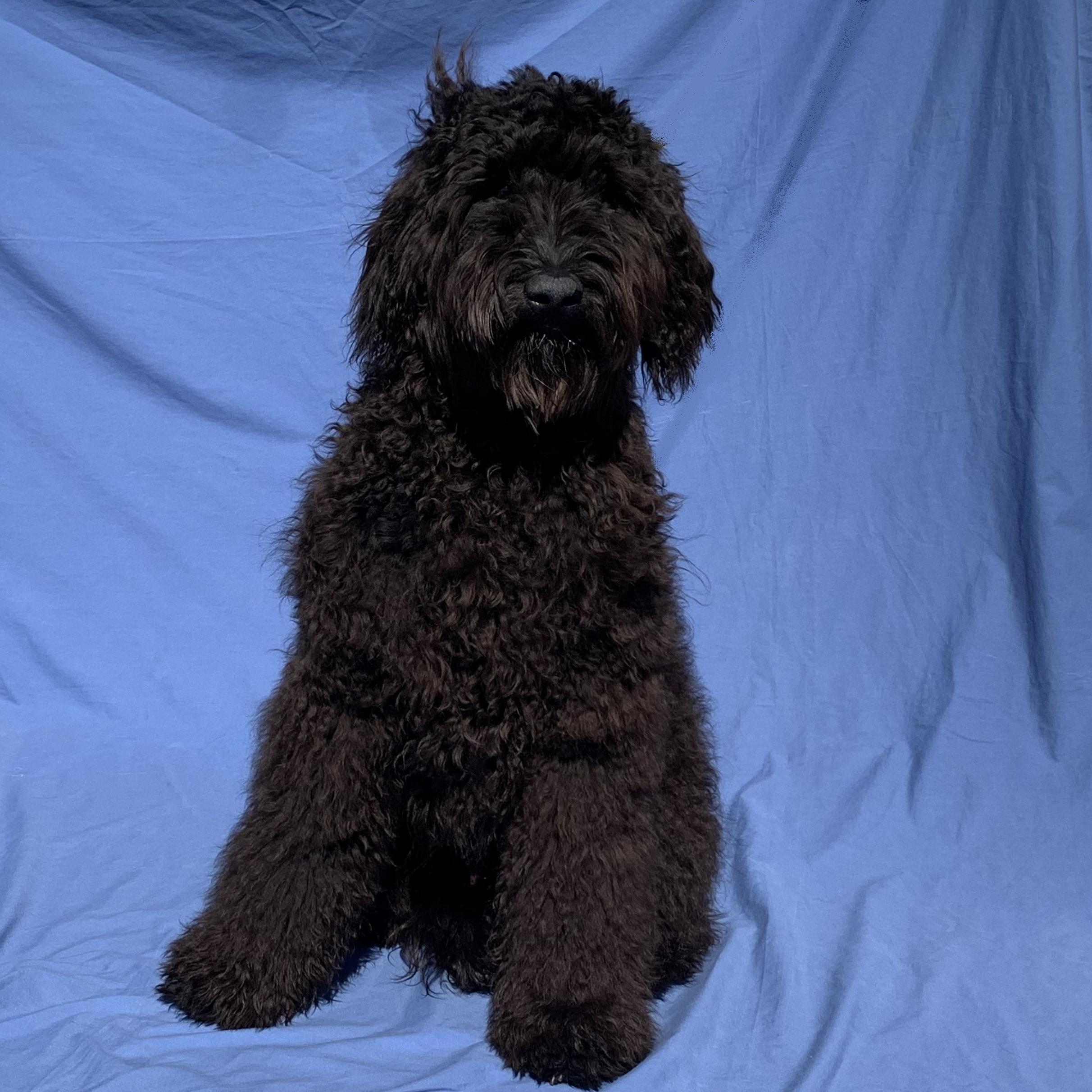 Portrait of Cannoli 